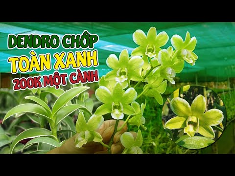 Dendro Đột Biến Chớp Hoa, Lá Biên Xanh Trắng Cực Đẹp và Hiếm | #MêLanTV | Foci