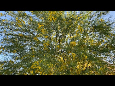 Palo Verde Erd Tree Bloom: May 2024
