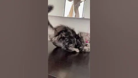 Video 6691471: siberian tabby kitten, silver siberian kitten, blue tabby kitten, siberian male kitten, beautiful siberian kitten, silver spotted tabby, purebred kittens, purebred kitties