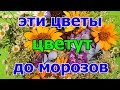 Эти цветы цветут до морозов.