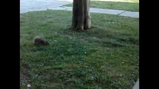 BIRDS ATTACKING A SQUIRREL