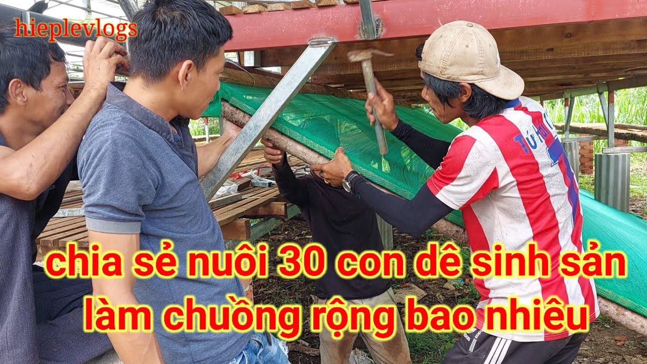 nuôi 30 con dê cái sinh sản làm chuồng rộng bao nhiêu là chuẩn