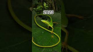 2023 Lizard And 5000bce Lizardmythical Biology short