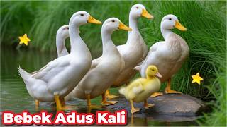 BEBEK BERENANG KWEK KWEK BEBEK KWEK KWEK BEBEKNYA UWEK UWEK BEBEK KWEK KWEK LAGU BEBEK ADUS KALI