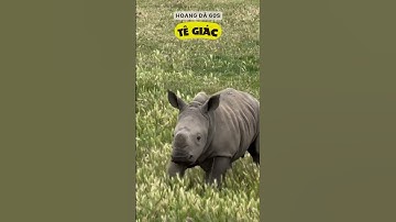 TÊ GIÁC – TANK SỐNG CỦA THẢO NGUYÊN, ĐẦU ĐÂM, THÂN TẢ ĐƠN #tegiac #rhino #dongvathoangda