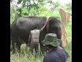 Wild Elephant Gets a GPS Radio Collar #elephant