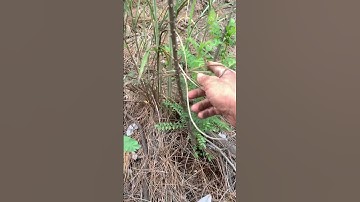 Cây giống Ưng bất bạc rừng sđt 0793215680