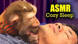 Download Lagu ASMR Monkey Grooming | Judy's Soothing Finger Taps \u0026 Hair Picking (DEEP SLEEP) MP3
