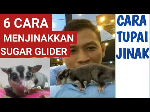 Video: Bagaimana Untuk Tidak Menjinakkan Anak