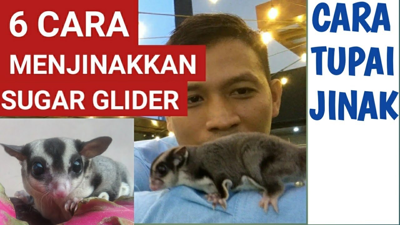 Cara Menjinakkan Sugar Glider Tupai Terbang Sugar Glider Tupai Terbangjadi Jinak Dengan Cara Ini Youtube