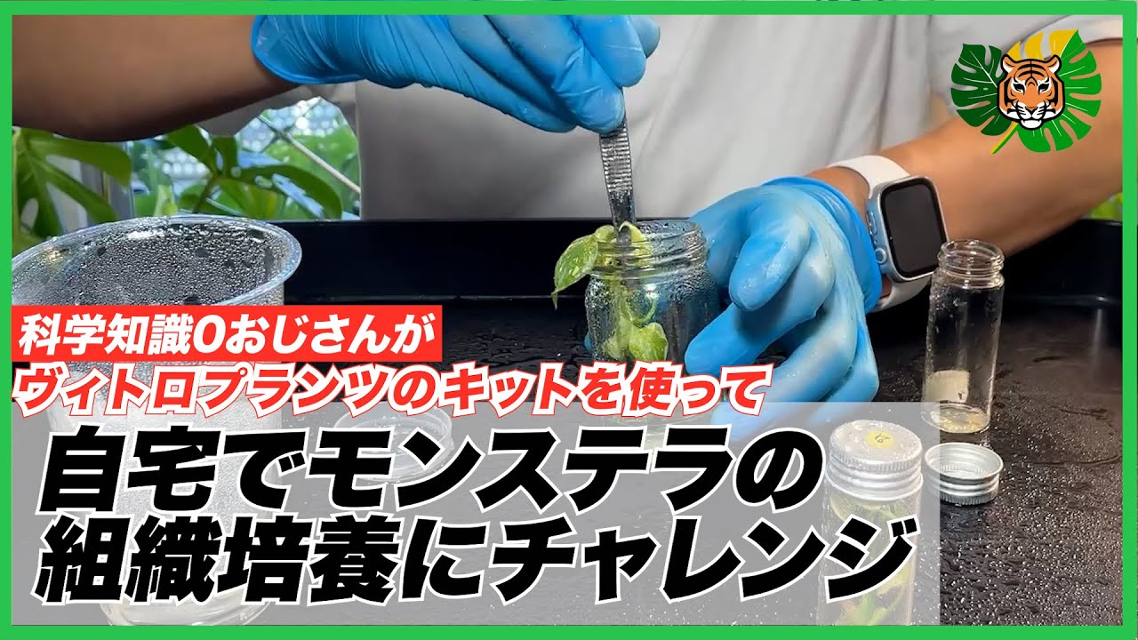 Tissue Culture] I tried tissue culture of Monstera at home using