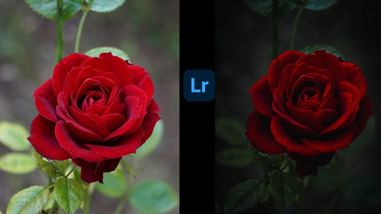 Lightroom Tutorial Moody Flower Editing || Dark Black||Lightroom mobile editing preset download free