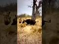 Buffaloes vs Lions in a DEADLY BATTLE