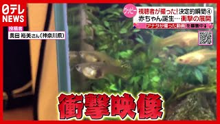 グッピーの赤ちゃん誕生…しかし衝撃の展開に！視聴者が撮った決定的瞬間！（2021年3月1日放送「news every.」より）