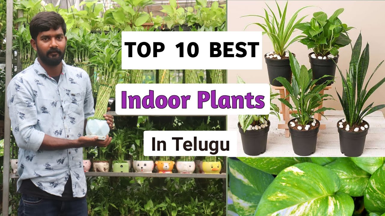 Best Indoor Plants India Best Indoor Plants In Telugu Best Indoor