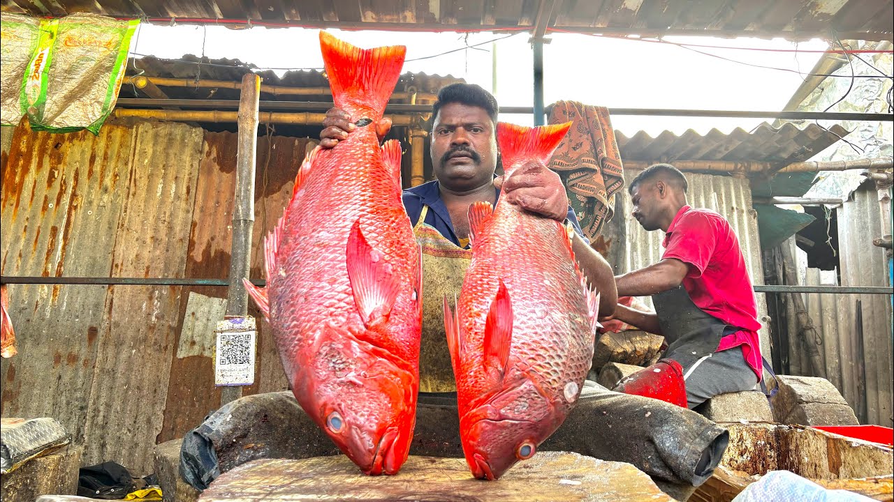 KASIMEDU SPEED SELVAM BIG SIZE RED SNAPPER FISH CUTTING VIDEO | KASIMEDU FISH CUTTING 