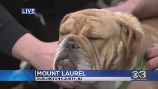 Canine influenza on the rise in Philadelphia area, vaccines in short supply