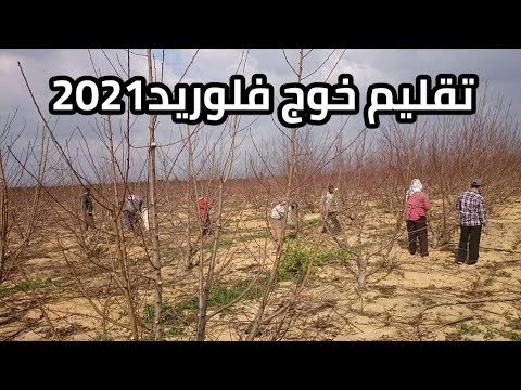 الشرح الامثل لتقليم خوج فلوريدا(2021)