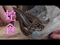蛇を調理して食べます