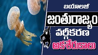 TET/TRT & DSC || Animal Kingdom classification || Biology Telugu Medium TET/TRT & DSC || Animal Kingdom classification || Biology Telugu Medium