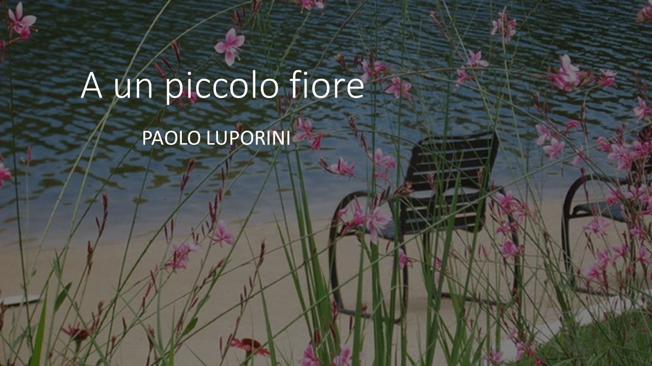 sei un piccolo fiore per me