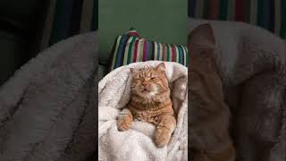 cute cat #cat #cute #animals #kitty #cats #catvideo
