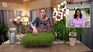 Robertas 6-Pc Trample Me Thyme Groundcover Live Plants On Qvc