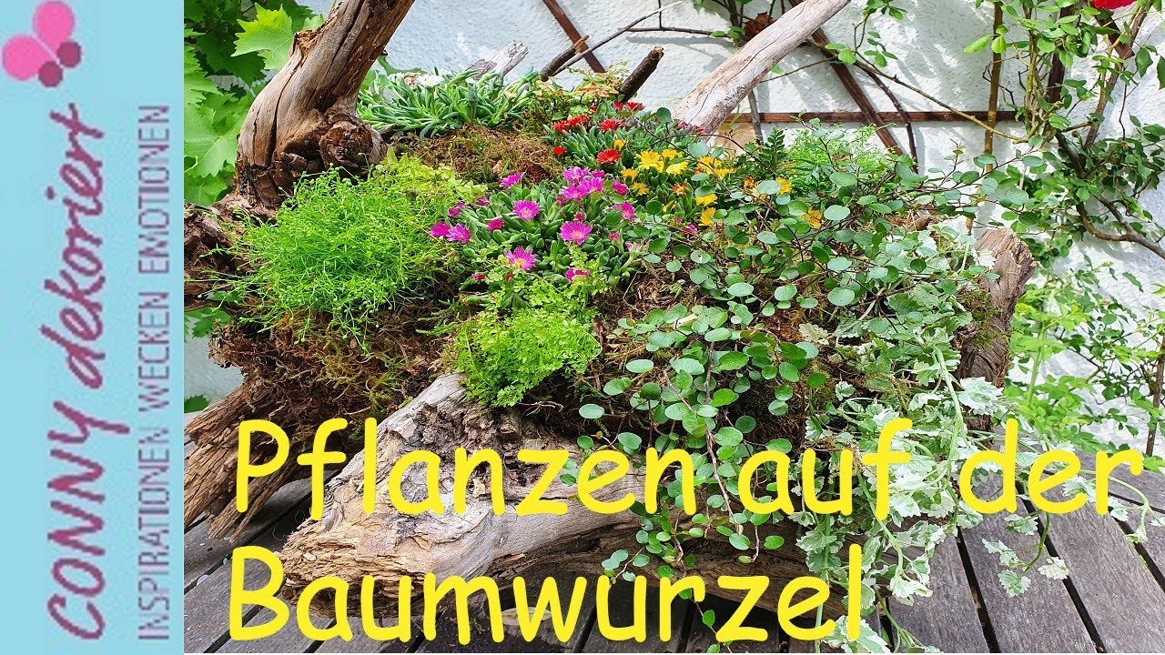 Mittagsblume auf der Baumwurzel Sommer Deko für Terrasse, Garten und