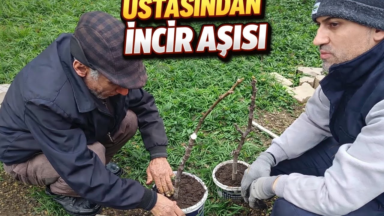 İncir ağacından kurşun aşısı yapmak 