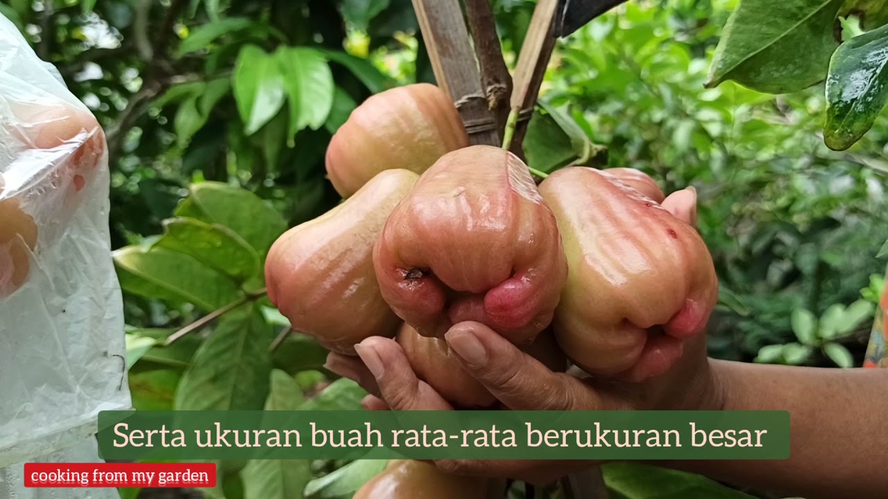 PANEN JAMBU AIR BAJANG LEANG | HARVEST BAJANG LEANG ROSE APPLE | Pohon Kecil Berbuah Lebat