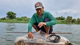 chài trúng mè dinh bự và nhiều lắm cả nhà cá tra lớn cá cày to mọi người ơi