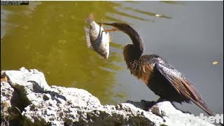 SWFL Eagles ~ Anhinga Beats Fish Against Rocks & Swallows Whole; M Flushes Out Osprey 3.23.19