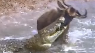 20 Crocodile Attacks In A Row Crocodile Vs. Zebra, Crocodile Vs. Wildebeest, Crocodile Vs Lion
