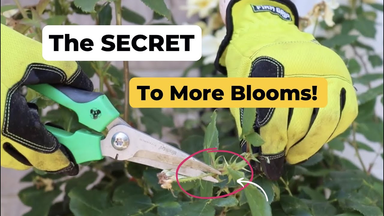 ✨Why You NEED to Deadhead Your Flowers & How✨