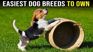 Top 10 Easiest Dog Breeds To Own