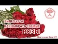 Цветочная База №1 - Как правильно выбрать свежие розы