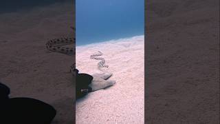 Curious Snake eel #viral #scary #notscary #amazing #scuba #freediving #eel #gopro #undersea