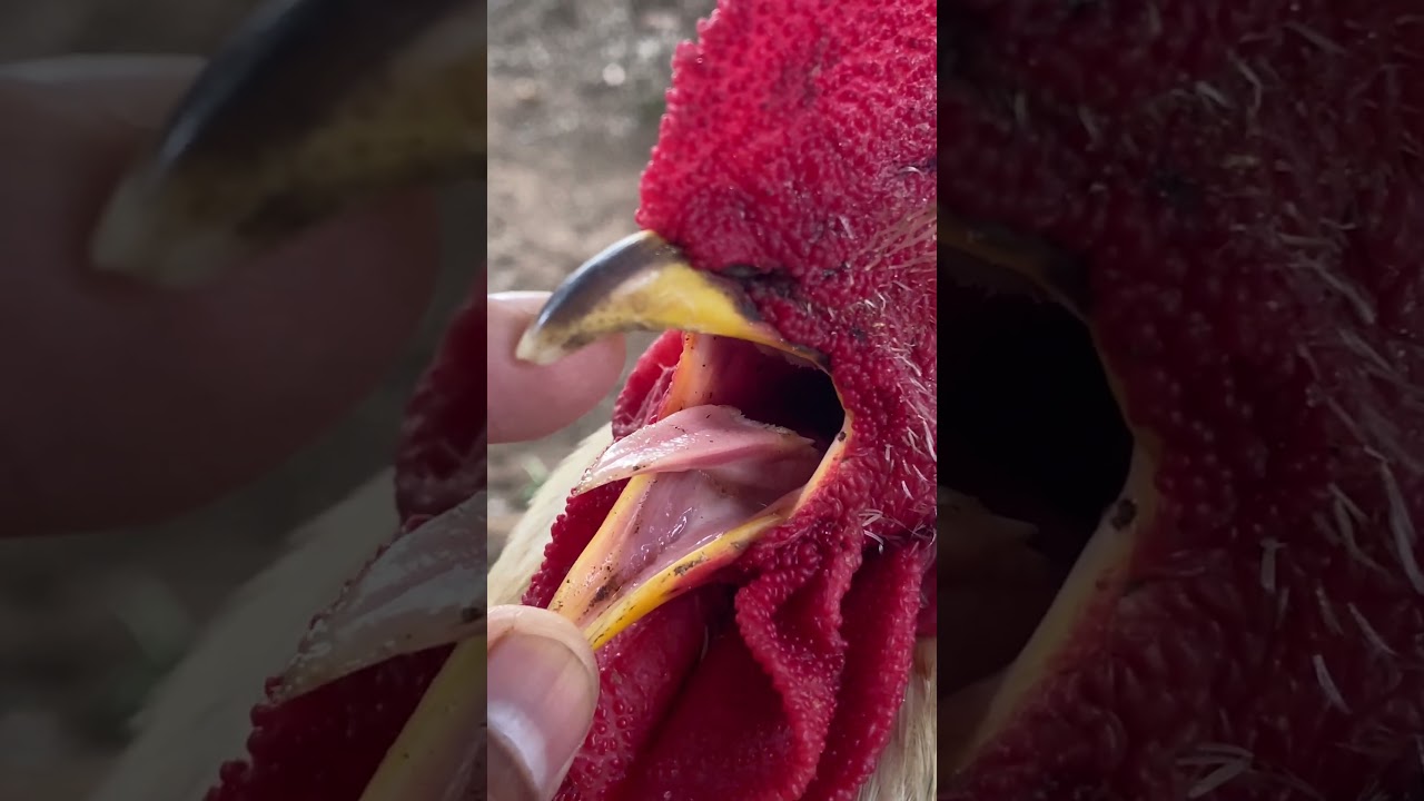 Chicken Wattles and Comb🐔 