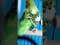 Emmanuel's wings then and now