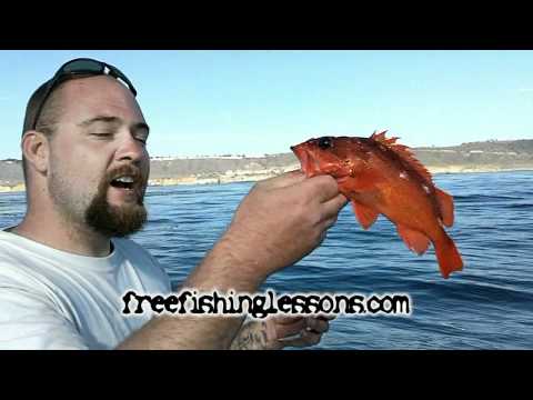 Fishing San Diego Kelp
