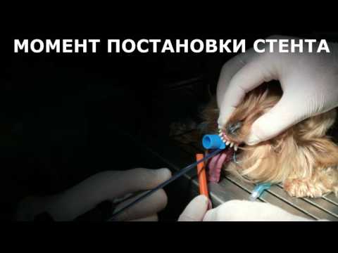 Коллапс трахеи у собаки. Стентирование трахеи при коллапсе в ветклинике "САС"