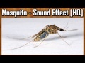 Mosquito  sound effect hq