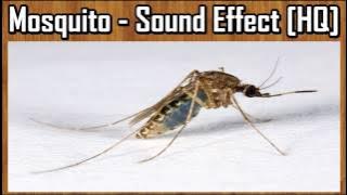 Mosquito - Sound Effect [HQ]
