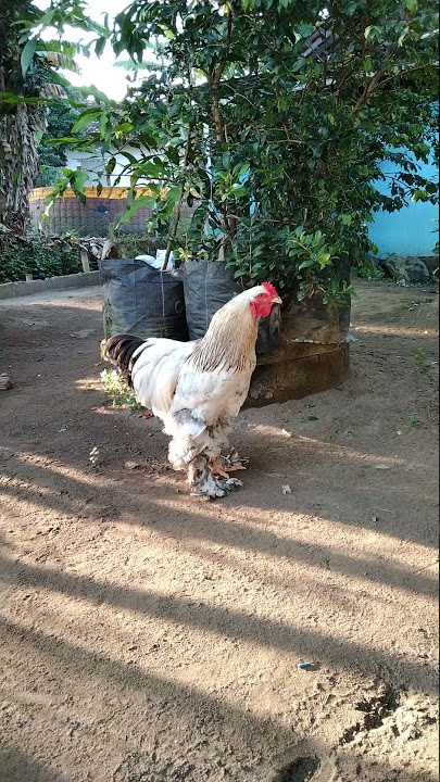 SUARA KOKOK AYAM BRAHMA