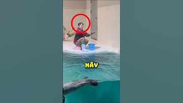 Di chuyển lén lút của rái cá thông minh 🦦