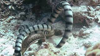 sea snake vs moray eel