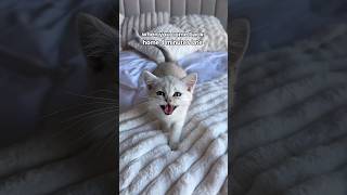 Kittens Meowing and Moms Caring