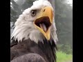 استمع الى صوت النسر الحقيقي سوف يدهشك صوته