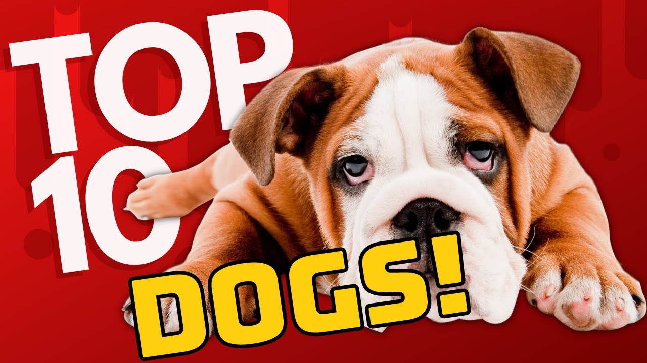 Top 10 Dog Breeds For Kids ~ Child Friendly Dogs