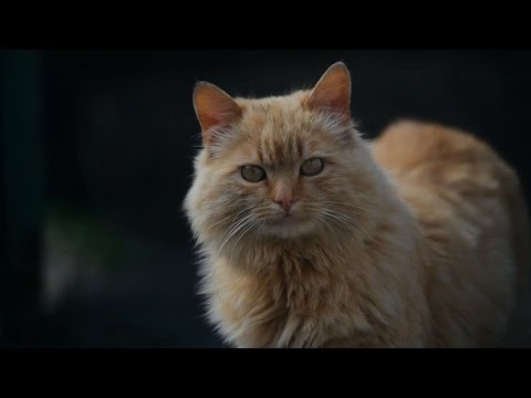 Scottish Straight Longhair Cat Youtube